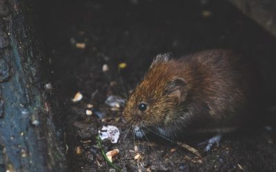 Effectieve methoden voor het bestrijden van ongewenste plaagdieren